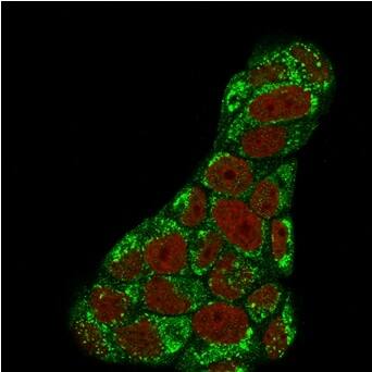 Immunofluorescent analysis of PFA-fixed MCF-7 cells. TOP1MT Antibody (TOP1MT/488) - Azide and BSA Free followed by goat anti-mouse IgG-CF488 (green); nuclear counterstain (RedDot).