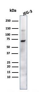 Western Blot Analysis of JEG-3 cell lysate using Alkaline Phosphatase/ALPP Antibody (ALP/870) - Azide and BSA Free.