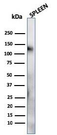 Western Blot Analysis of human Spleen tissue lysate using CD68/SR-D1 Antibody (LAMP4/824) - IHC-Prediluted.
