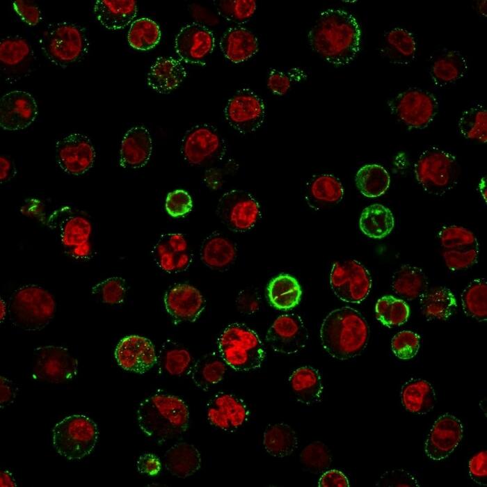 Immunofluorescent staining of Raji cells. CD74 Antibody (CLIP/813) - IHC-Prediluted followed by goat anti-Mouse IgG-CF488 (Green). The nuclear counterstain is Reddot (Red)