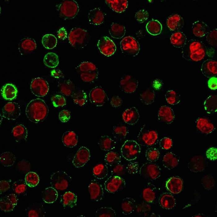Immunofluorescence Analysis of Raji cells labeling CD74 with CD74 Antibody (LN-2 + CLIP/813) - IHC-Prediluted followed by Goat anti-Mouse IgG-CF488 (Green). The nuclear counterstain is Reddot (Red).