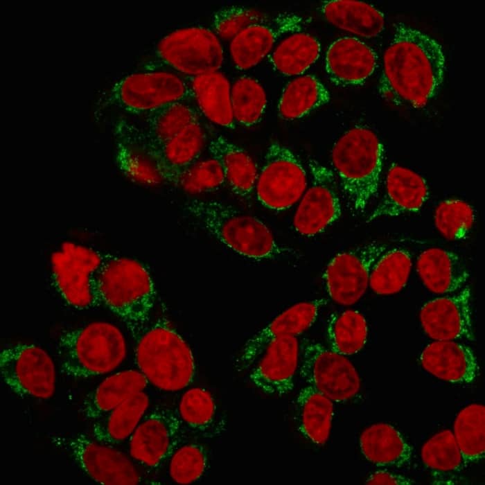 Immunofluorescence Analysis of MeOH-fixed MCF-7 cells labeling GnRH-R with GnRHR Antibody (GNRHR/768) - IHC-Prediluted followed by Goat anti-Mouse IgG-CF488 (Green). The nuclear counterstain is Reddot (Red).