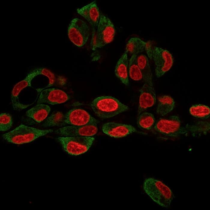 Immunofluorescence Analysis of HePG2 cells labeling GRP94 with gp96/HSP90B1/GRP94 Antibody (9G10.F8.2) - IHC-Prediluted followed by Goat anti-Mouse IgG-CF488 (Green). The nuclear counterstain is Reddot.(Red).