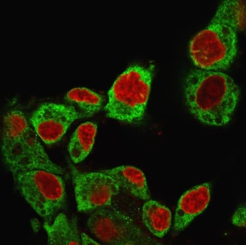 Immunofluorescence Analysis of HePG2 cells labeling GRP94 with gp96/HSP90B1/GRP94 Antibody (SPM249) - IHC-Prediluted followed by Goat anti-Mouse IgG-CF488 (Green). The nuclear counterstain is Reddot.(Red).