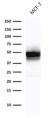 Western Blot Analysis of MCF-7cell lysate using Cytokeratin 18 Antibody (DE-K18) - IHC-Prediluted.