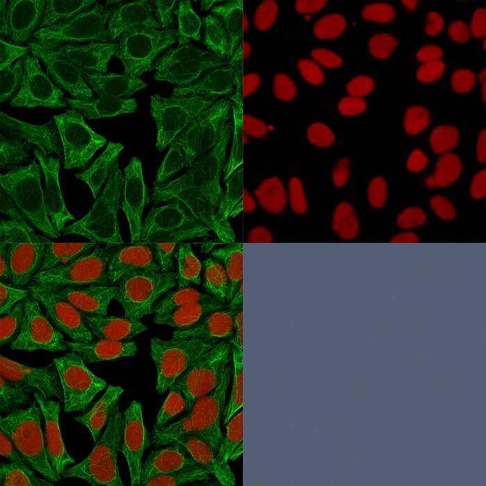 Confocal Immunofluorescence image of HeLa cells using Cytokeratin 18 Antibody (DE-K18) - IHC-Prediluted) Green (CF488) and Reddot is used to label the nuclei.