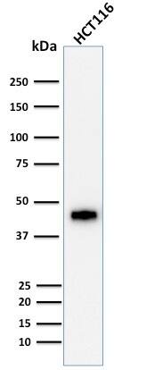 Western Blot Analysis of human HCT116 cell lysate using Cytokeratin 18 Antibody (DE-K18) - IHC-Prediluted.