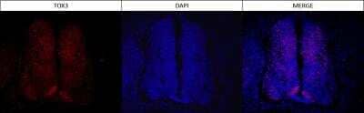 Immunocytochemistry/ Immunofluorescence: TOX3 Antibody (TOX3/1123) - IHC-Prediluted [NBP2-48059] - E4.5 embryonic chicken neural tube. TOX3 antibody at 1:200 dilution. IF image submitted by a verified customer review.