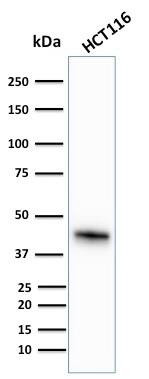 Western Blot Analysis of human HCT116 cell lysate using Cytokeratin 18 Antibody (KRT18/836) - IHC-Prediluted