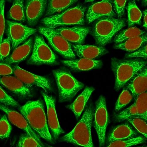 Confocal Immunofluorescence image of HeLa cells using Cytokeratin 18 Antibody (KRT18/836) - IHC-Prediluted) Green (CF488) and Reddot is used to label the nuclei.