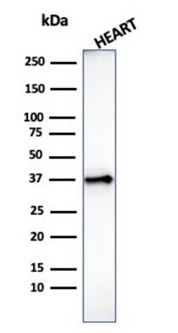 Western Blot Analysis of human heart tissue lysate using H1F0 Antibody (AE-4) - IHC-Prediluted.