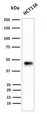 Western Blot Analysis of human HCT116 cell lysate using Cytokeratin 18 Antibody (B23.1) - IHC-Prediluted.
