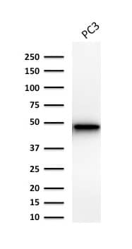 Western Blot Analysis of Human Prostrate cancer PC-3 cell lysate using Cytokeratin 19 Antibody (Ks19.1) - IHC-Prediluted.