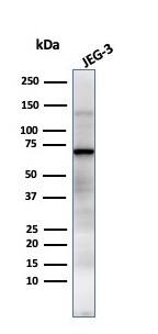 Western Blot Analysis of JEG-3 cell lysate using Alkaline Phosphatase/ALPP Antibody (GM022) - IHC-Prediluted.