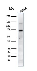 Western Blot Analysis of JEG-3 cell lysate using Alkaline Phosphatase/ALPP Antibody (PL8-F6) - IHC-Prediluted.