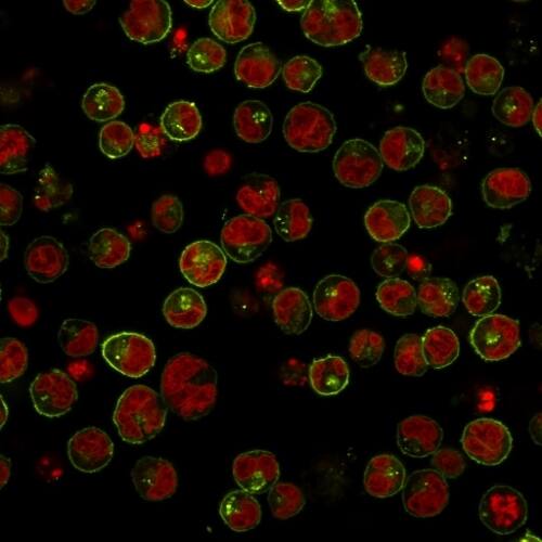 Immunofluorescence Analysis of Raji cells labeling HLA-DR with HLA DRB1 Antibody (SPM289) - IHC-Prediluted conjugated with APC (Green) The nuclear counterstain is Reddot (Red)