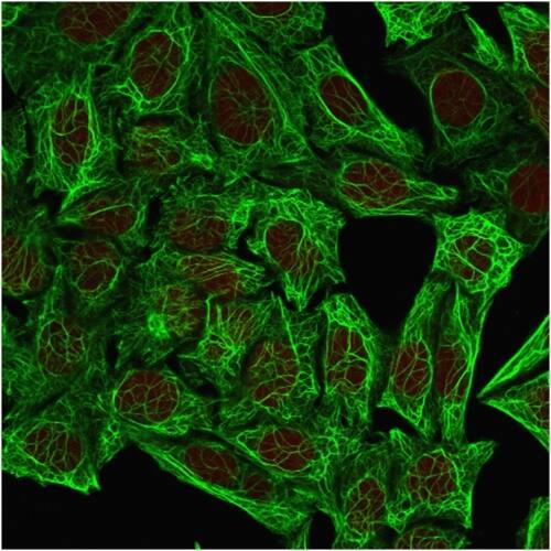 Immunofluorescent staining of methanol-fixed HeLa cells. Cytokeratin 7 Antibody (OV-TL12/30) - IHC-Prediluted followed by goat anti-Mouse IgG-CF488 (Green). The nuclear counterstain is Redot.