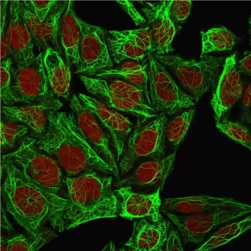 Immunofluorescence Analysis of MeOH-fixed HeLa cells labeling KRT7 with Cytokeratin 7 Antibody (K72.7) - IHC-Prediluted followed by Goat anti-Mouse IgG-CF488 (Green). The nuclear counterstain is Redot