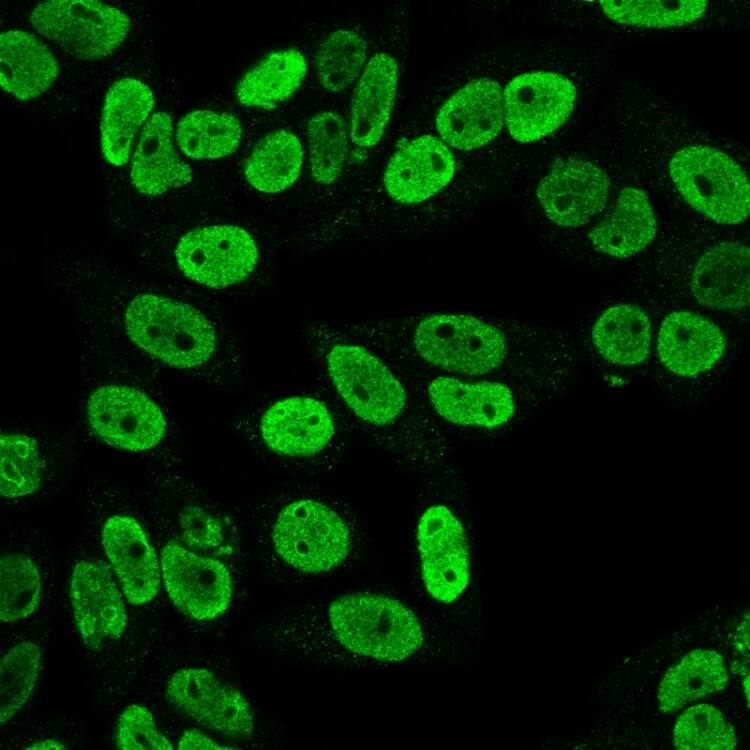 Immunofluorescence Analysis of PFA fixed HeLa cells labeling Cyclin B1 Antibody (SPM619) - IHC-Predilutedfollowed by Goat anti-mouse IgG-CF488 (Green).