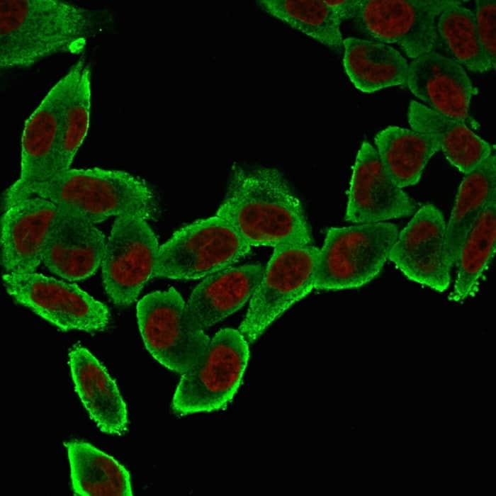 Immunofluorescence Analysis of HeLa cells labeling Smooth Muscle Actin with alpha-Smooth Muscle Actin Antibody (ACTA2/791) - IHC-Prediluted followed by Goat anti-Mouse IgG-CF488(Green). The nuclear counterstain is NucSpot (Red).