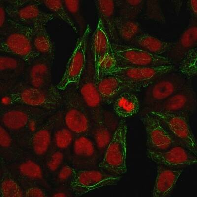 Immunofluorescence Analysis of methanol-fixed HeLa cells. Cytokeratin 7 Antibody (KRT7/903) - IHC-Prediluted followed by goat anti-Mouse IgG-CF488 (Green). The nuclear counterstain is Redot.