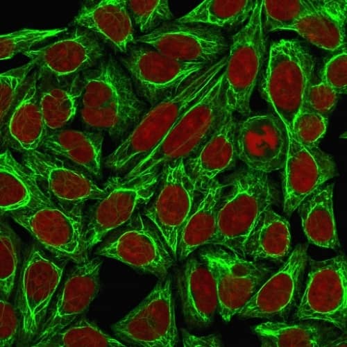 Immunofluorescence Analysis of HeLa cells labeling Cytokeratin 7 with Cytokeratin 7 Antibody (KRT7/760 + KRT7/903) - IHC-Prediluted conjugated with CF488 (Green). The nuclear counterstain is Reddot (red).