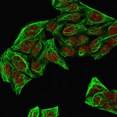 Immunofluorescence Analysis of MeOH-fixed HeLa cells labeling KRT7 with Cytokeratin 7 Antibody (KRT7/760 + OV-TL12/30) - IHC-Prediluted followed by Goat anti-Mouse IgG-CF488 (Green). The nuclear counterstain is Redot.