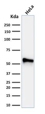 Western Blot Analysis of human HeLa cell lysate using Cytokeratin 7 Antibody (KRT7/760 + OV-TL12/30) - IHC-Prediluted