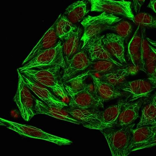 Immunofluorescence Analysis of MeOH-fixed HeLa cells labeling KRT7 with Cytokeratin 7 Antibody (KRT7/1198) - IHC-Prediluted followed by Goat anti-Mouse IgG-CF488 (Green). The nuclear counterstain is Redot.