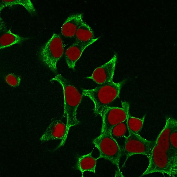 Immunofluorescence Analysis of MCF cells labeling Cytokeratin 8 with Cytokeratin 8 Antibody (B22.1) - IHC-Prediluted followed by Goat anti-Mouse IgG-CF488 (Green). The nuclear counterstain is RedDot (Red).