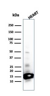 Western Blot Analysis of Heart tissue lysate using Cytochrome c Antibody (SPM389) - IHC-Prediluted.