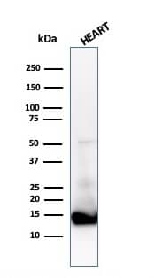 Western Blot Analysis of heart tissue lysate using Cytochrome c Antibody (CTC05) - IHC-Prediluted.