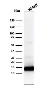 Western Blot Analysis of human heart lysate using Cytochrome c Antibody (CYCS/1010) - IHC-Prediluted.