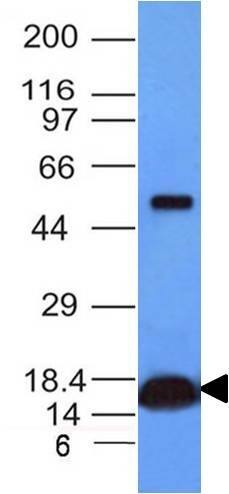 Western Blot Analysis of human heart lysate using Cytochrome c Antibody (CYCS/1010) - IHC-Prediluted.