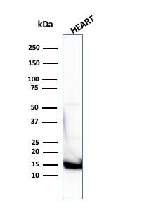 Western Blot Analysis of  human heart tissue lysate using Cytochrome c Antibody (7H8.2C12 + CYCS/1010) - IHC-Prediluted.