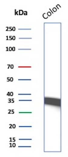 Western Blot Analysis of Colon lysate using Calponin 1 Antibody (CALP) - IHC-Prediluted.