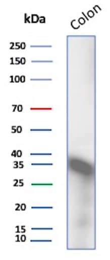 Western Blot Analysis of Colon lysate using Calponin 1 Antibody (CALP) - IHC-Prediluted.