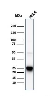 Western Blot Analysis of HeLa cell lysate using HSP27 Antibody (HSPB1/774) - IHC-Prediluted.