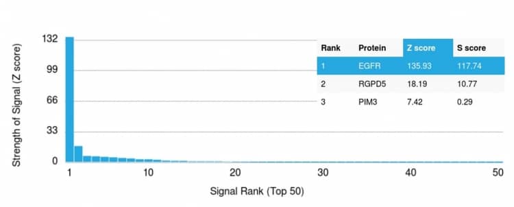 Analysis of Protein Array containing more than 19,000 full-length human proteins using EGFR Antibody (31G7) - IHC-Prediluted Z- and S- Score: The Z-score represents the strength of a signal that a monoclonal antibody (Monoclonal Antibody) (in combination with a fluorescently-tagged anti-IgG secondary antibody) produces when binding to a particular protein on the HuProtTM array. Z-scores are described in units of standard deviations (SD's) above the mean value of all signals generated on that array. If targets on HuProtTM are arranged in descending order of the Z-score, the S-score is the difference (also in units of SD's) between the Z-score. S-score therefore represents the relative target specificity of a Monoclonal Antibody to its intended target. A Monoclonal Antibody is considered to specific to its intended target, if the Monoclonal Antibody has an S-score of at least 2.5. For example, if a Monoclonal Antibody binds to protein X with a Z-score of 43 and to protein Y with a Z-score of 14, then the S-score for the binding of that Monoclonal Antibody to protein X is equal to 29.