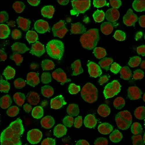 Immunofluorescence Analysis of PFA-fixed K562 cells labeling Calponin using Calponin 1 Antibody (CNN1/832) - IHC-Prediluted.followed by Goat anti-Mouse IgG-CF488 (Green). The nuclear counterstain is Redot.