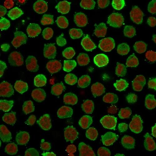 Immunofluorescence Analysis of PFA-fixed K562 cells labeling Calponin using Calponin 1 Antibody (CNN1/832 + CALP) - IHC-Prediluted followed by Goat anti-Mouse IgG-CF488 (Green). The nuclear counterstain is Redot.