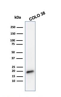 Western Blot Analysis of COLO 38 cell lysate using Melan-A/MART-1 Antibody (MLANA/788) - IHC-Prediluted.