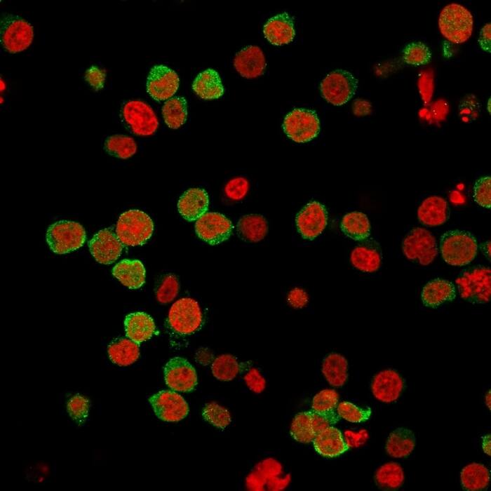 Immunofluorescence Analysis of PFA-fixed Jurkat cells labeled with ZAP70 Antibody (2F3.2) - IHC-Prediluted followed by Goat anti-Mouse IgG-CF488 (Green). The nuclear counterstain is Nucspot (Red).