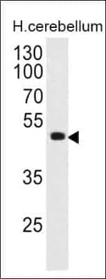 Western Blot: Pax6 Antibody (PAX6/498) - IHC-Prediluted [NBP2-48226] - Analysis of PAX6 in human cerebellum lysate.