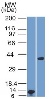 Western Blot Analysis A) Recombinant ARG1 Protein Fragment (B) human liver tissue lysate using Arginase 1/ARG1/liver Arginase Antibody (ARG1/1125) - IHC-Prediluted.