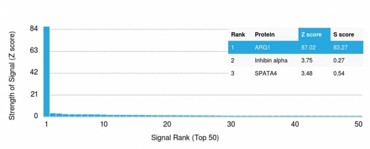 Analysis of Protein Array containing more than 19,000 full-length human proteins using Arginase 1/ARG1/liver Arginase Antibody (ARG1/1125) - IHC-Prediluted. Z- and S- Score: The Z-score represents the strength of a signal that a monoclonal antibody (MAb) (in combination with a fluorescently-tagged anti-IgG secondary antibody) produces when binding to a particular protein on the HuProtTM array. Z-scores are described in units of standard deviations (SD's) above the mean value of all signals generated on that array. If targets on HuProtTM are arranged in descending order of the Z-score, the S-score is the difference (also in units of SD's) between the Z-score. S-score therefore represents the relative target specificity of a MAb to its intended target.  A MAb is considered to specific to its intended target, if the MAb has an S-score of at least 2.5. For example, if a MAb binds to protein X with a Z-score of 43 and to protein Y with a Z-score of 14, then the S-score for the binding of that MAb to protein X is equal to 29.