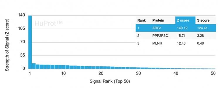 Analysis of Protein Array containing more than 19,000 full-length human proteins using Arginase 1/ARG1/liver Arginase Antibody (ARG1/1126) - IHC-Prediluted. Z- and S- Score: The Z-score represents the strength of a signal that a monoclonal antibody (MAb) (in combination with a fluorescently-tagged anti-IgG secondary antibody) produces when binding to a particular protein on the HuProtTM array. Z-scores are described in units of standard deviations (SD's) above the mean value of all signals generated on that array. If targets on HuProtTM are arranged in descending order of the Z-score, the S-score is the difference (also in units of SD's) between the Z-score. S-score therefore represents the relative target specificity of a MAb to its intended target.  A MAb is considered to specific to its intended target, if the MAb has an S-score of at least 2.5. For example, if a MAb binds to protein X with a Z-score of 43 and to protein Y with a Z-score of 14, then the S-score for the binding of that MAb to protein X is equal to 29.