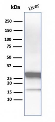 Western Blot Analysis of Liver tissue lysate using Arginase 1/ARG1/liver Arginase Antibody (ARG1/1126) - IHC-Prediluted.