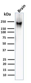 Western Blot Analysis of human brain tissue lysate using NF-H Antibody (RT97) - IHC-Prediluted.