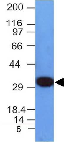 Western Blot Analysis of HepG2 cell lysate using PCNA Antibody (PCNA/694) - IHC-Prediluted